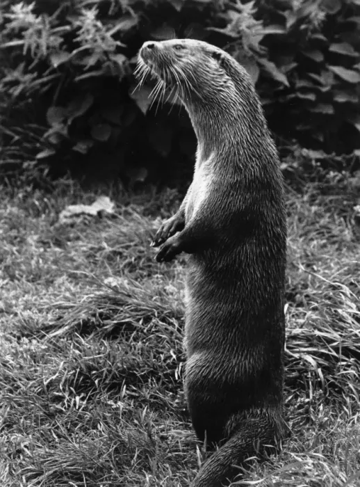 Framed Print : Otter standing on its hind legs Framed Print : Otter standing on its hind legs