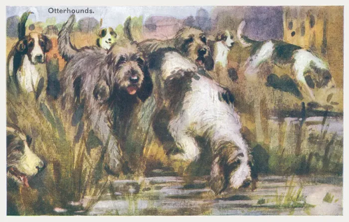 Framed Print : Otterhound Dogs Framed Print : Otterhound Dogs