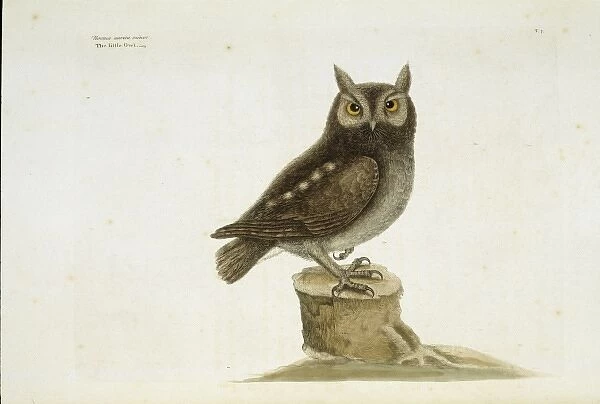 Otus asio, eastern screech owl