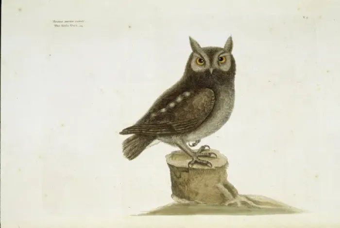 Framed Print : Otus asio, eastern screech owl Framed Print : Otus asio, eastern screech owl