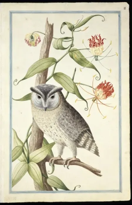 Framed Print : Otus bakkamoena, collared scops owl Framed Print : Otus bakkamoena, collared scops owl