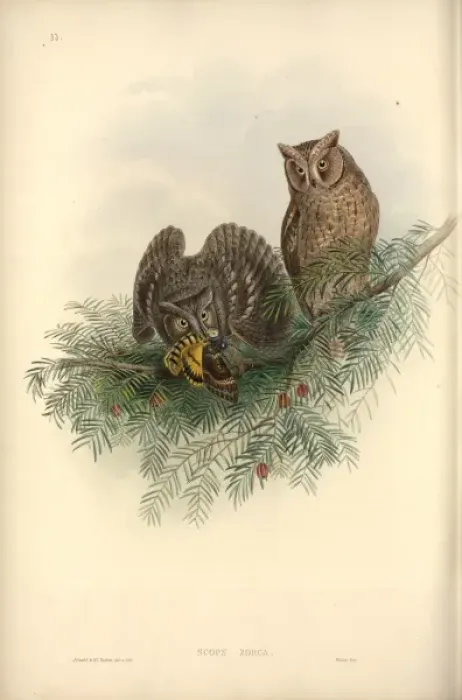 Framed Print : Otus scops, Eurasian scops owl Framed Print : Otus scops, Eurasian scops owl