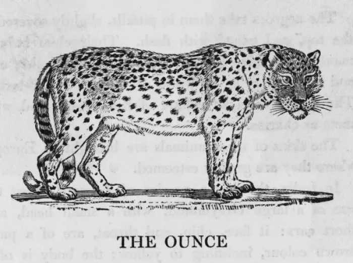 Framed Print : Ounce (Bewick)