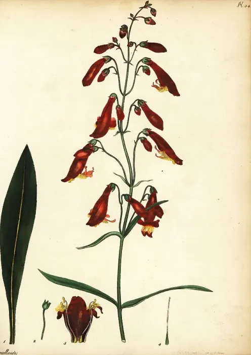 Framed Print : Ourisia ruellioides