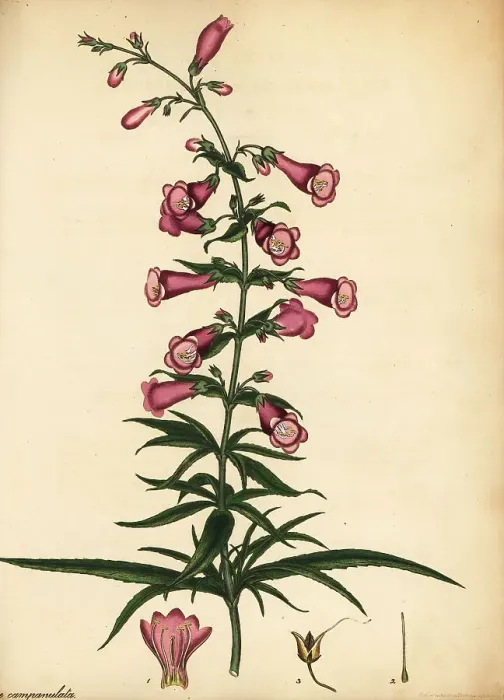 Framed Print : Ourisia ruellioides Framed Print : Ourisia ruellioides