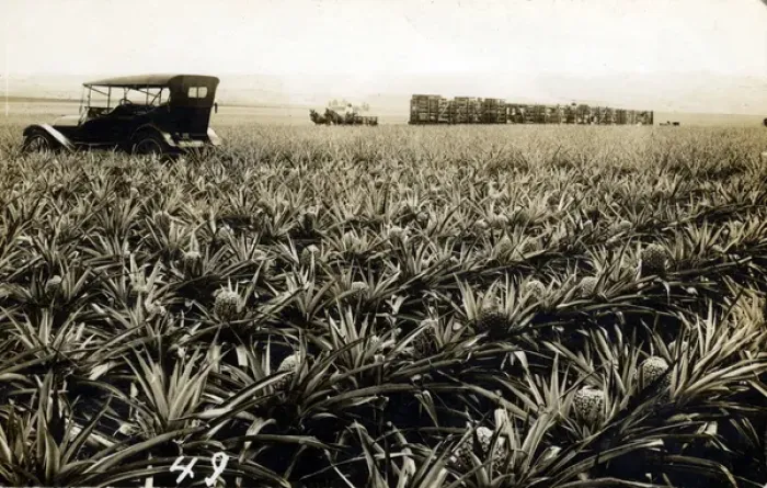 Framed Print : Overland Vintage Car in Field of Pineapples, Honolulu, Hawai Framed Print : Overland Vintage Car in Field of Pineapples, Honolulu, Hawai