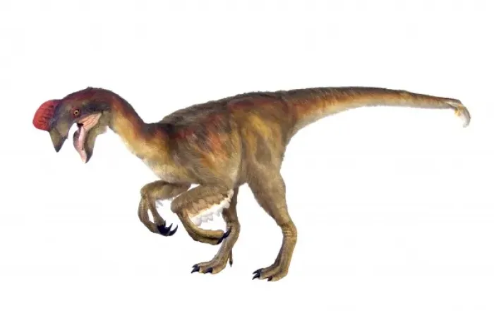 Framed Print : Oviraptor. An animatronic Oviraptor dinosaur made by Kokoro in colabroration Framed Print : Oviraptor. An animatronic Oviraptor dinosaur made by Kokoro in colabroration