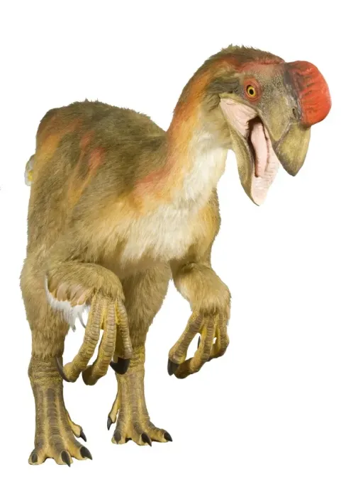 Framed Print : Oviraptor. An animatronic Oviraptor dinosaur made by Kokoro in colabroration Framed Print : Oviraptor. An animatronic Oviraptor dinosaur made by Kokoro in colabroration
