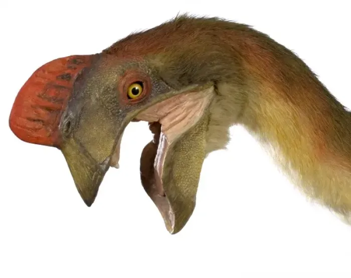 Framed Print : Oviraptor. An animatronic Oviraptor dinosaur made by Kokoro in colabroration Framed Print : Oviraptor. An animatronic Oviraptor dinosaur made by Kokoro in colabroration
