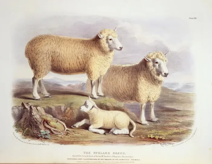 Framed Print : Ovis aries, sheep Framed Print : Ovis aries, sheep