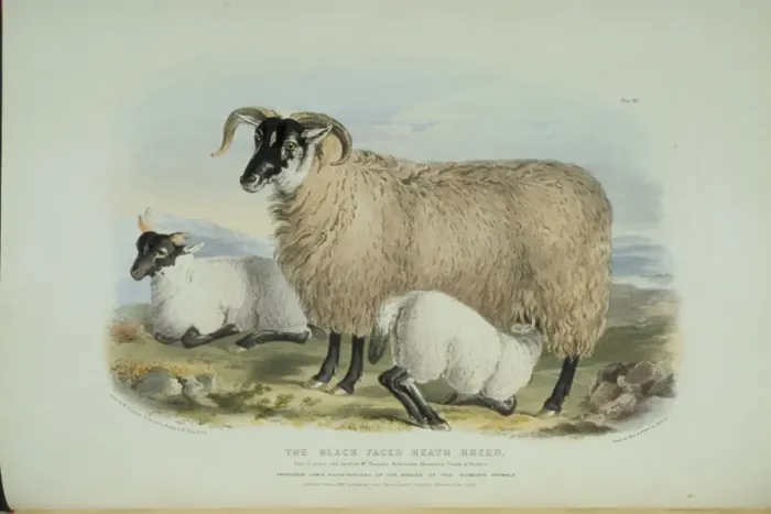 Framed Print : Ovis aries, sheep Framed Print : Ovis aries, sheep