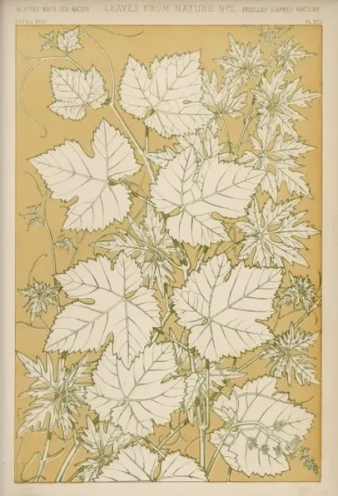 Framed Print : Owen Jones Flowers 92 Framed Print : Owen Jones Flowers 92