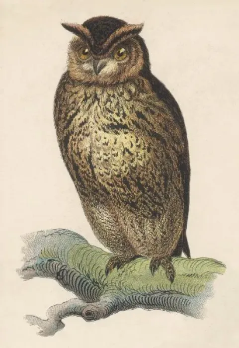 Framed Print : OWL. Owl Framed Print : OWL. Owl