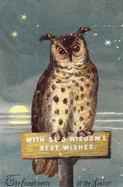 Owl on a Christmas card