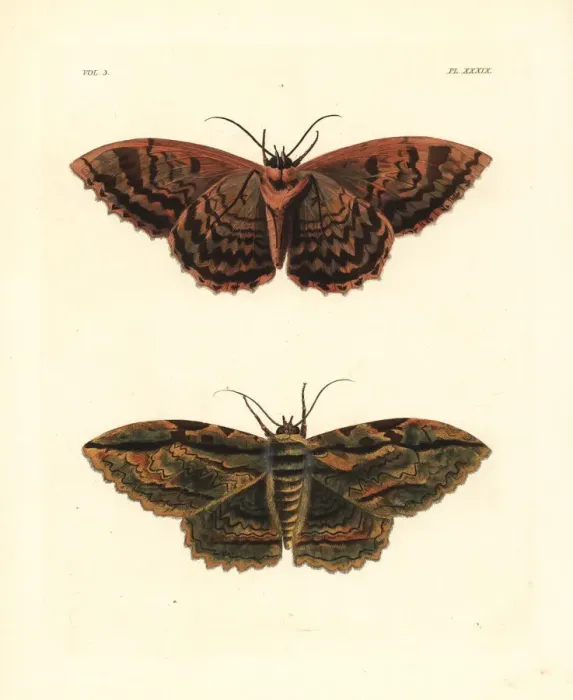 Framed Print : Owl moth, Thysania zenobia Framed Print : Owl moth, Thysania zenobia