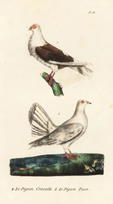 Framed Print : Owl pigeon and fantail pigeon Framed Print : Owl pigeon and fantail pigeon