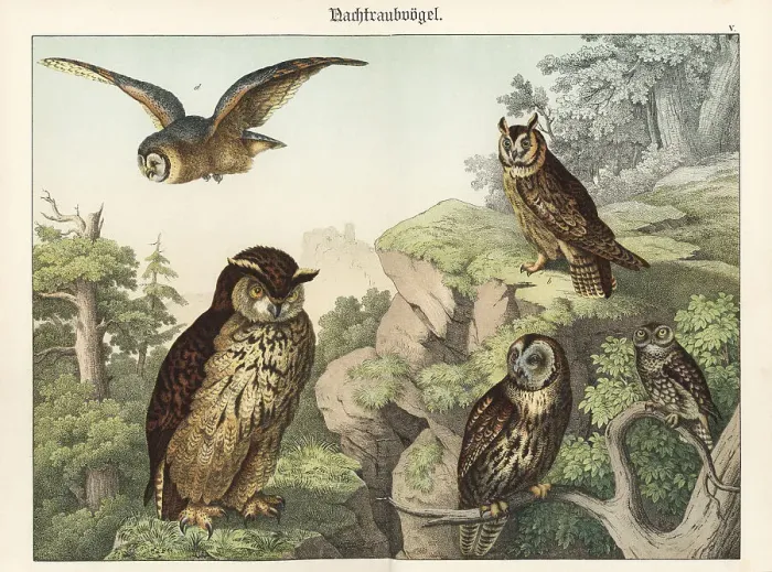 Framed Print : Owl species Framed Print : Owl species
