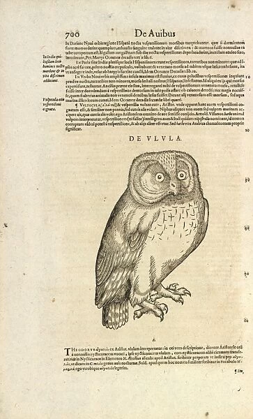Owl De Ulula