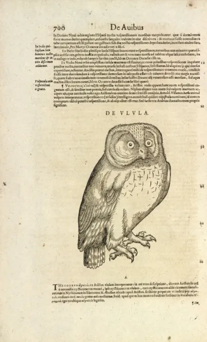 Framed Print : Owl De Ulula Framed Print : Owl De Ulula