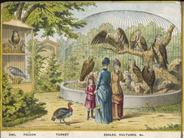 Framed Print : Owls and Falcons Zoo Framed Print : Owls and Falcons Zoo