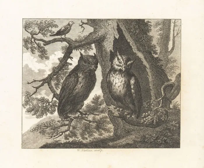 Framed Print : The Two Owls and the Sparrow Framed Print : The Two Owls and the Sparrow