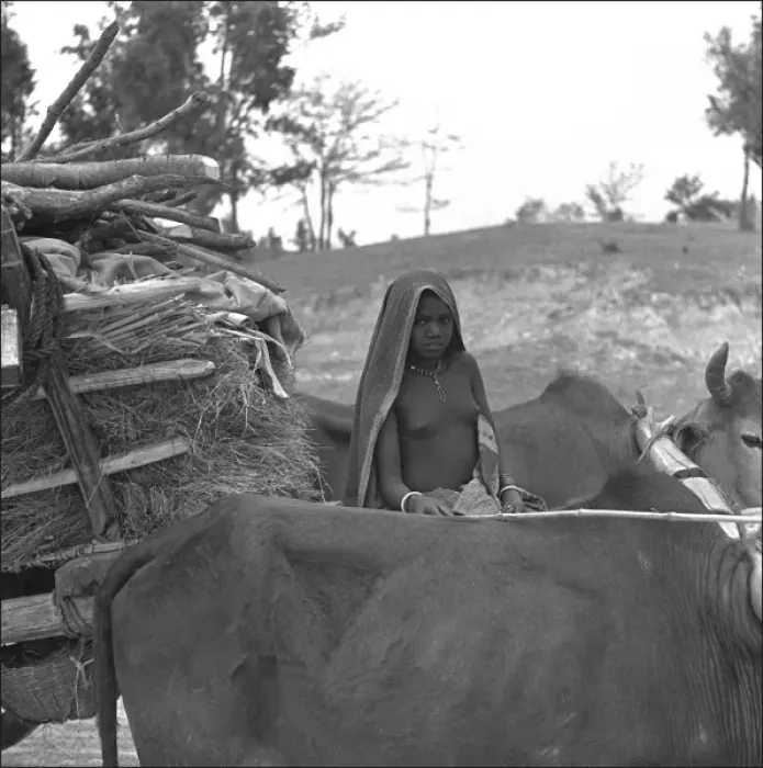 Framed Print : Ox cart and driver, Madhya Pradesh, India Framed Print : Ox cart and driver, Madhya Pradesh, India