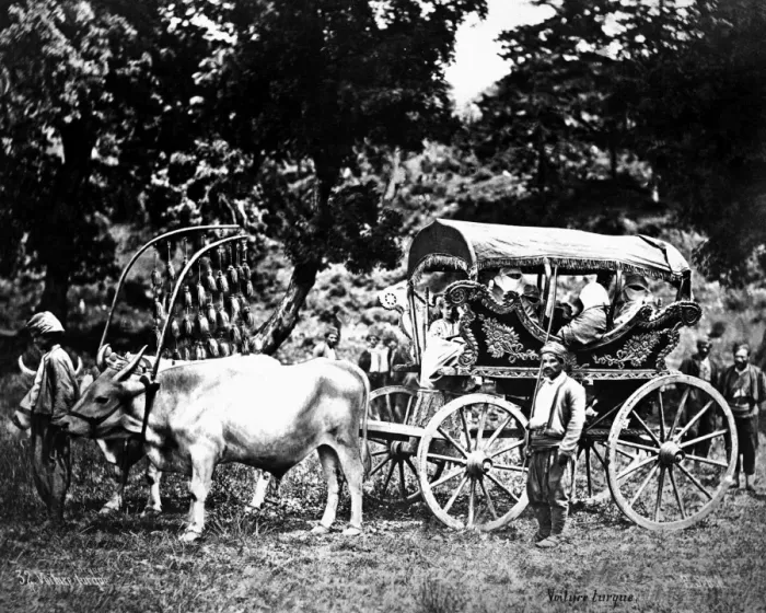 Framed Print : Ox-drawn Turkish carriage, Turkey Framed Print : Ox-drawn Turkish carriage, Turkey