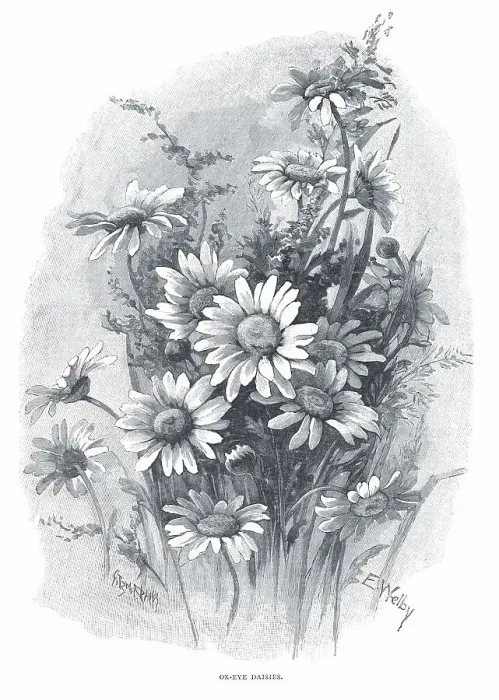 Framed Print : Ox-Eye Daisies