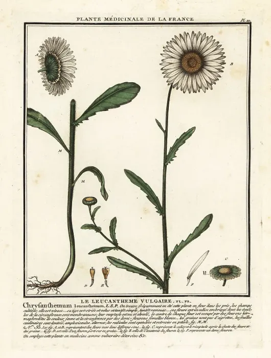 Framed Print : Ox-eye daisy, Leucanthemum vulgare Framed Print : Ox-eye daisy, Leucanthemum vulgare