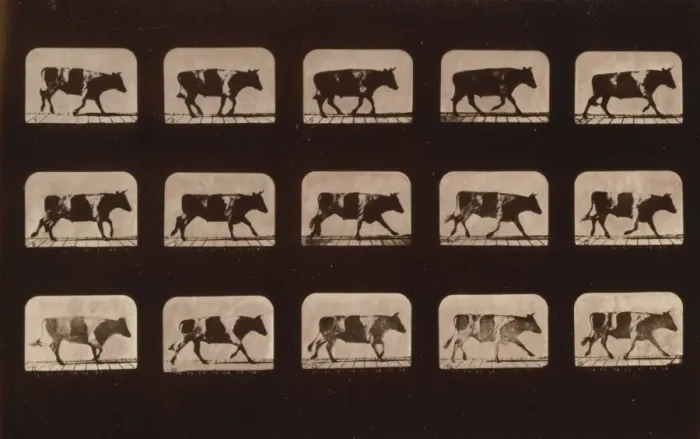 Framed Print : Ox, running Framed Print : Ox, running