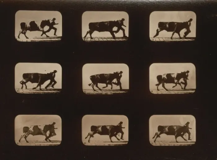 Framed Print : Ox, running, irregular Framed Print : Ox, running, irregular