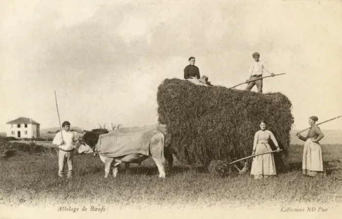 Framed Print : Ox team drawing a hay cart - France Framed Print : Ox team drawing a hay cart - France