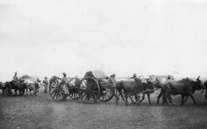 Framed Print : Ox transport carrying supplies, East Africa, WW1 Framed Print : Ox transport carrying supplies, East Africa, WW1