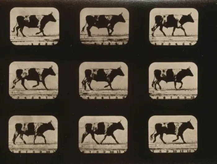 Framed Print : Ox, trotting Framed Print : Ox, trotting