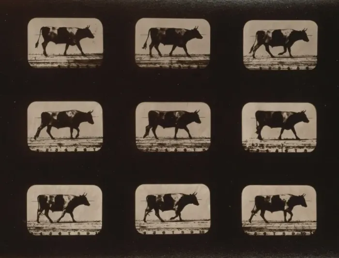 Framed Print : Ox, walking Framed Print : Ox, walking