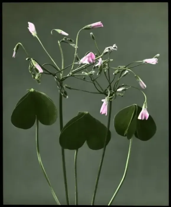 Framed Print : Oxalis Crassipes Rosea (Strawberry Oxalis, Wood Sorrel) Framed Print : Oxalis Crassipes Rosea (Strawberry Oxalis, Wood Sorrel)