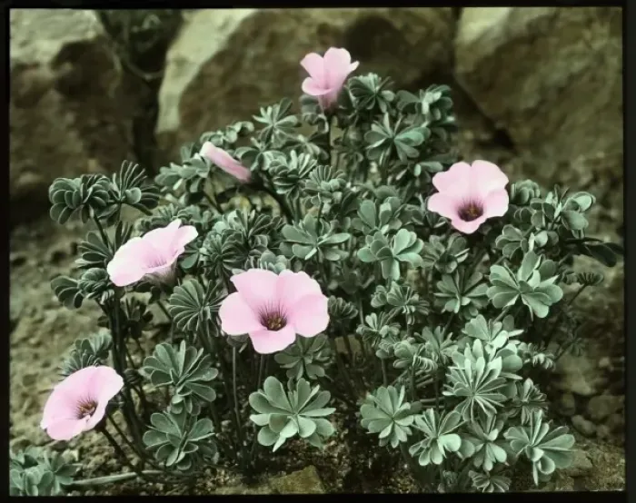 Framed Print : Oxalis Crassipes Rosea (Strawberry Oxalis, Wood Sorrel) Framed Print : Oxalis Crassipes Rosea (Strawberry Oxalis, Wood Sorrel)