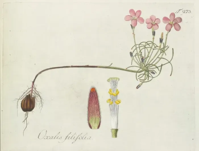 Framed Print : Oxalis filifolia Framed Print : Oxalis filifolia