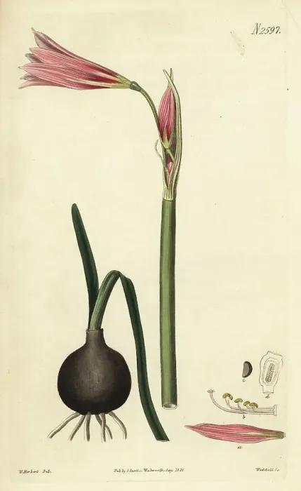Framed Print : Oxblood lily, Rhodophiala bifida Framed Print : Oxblood lily, Rhodophiala bifida