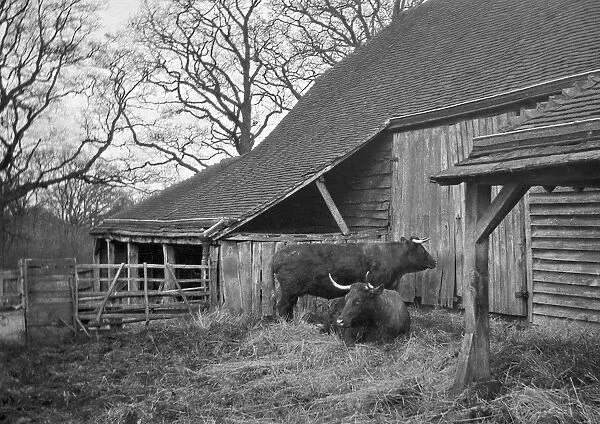 Two oxen outside a barn