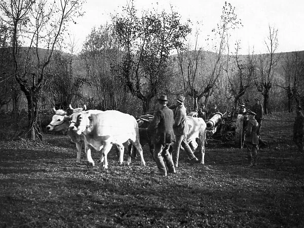Oxen pulling heavy artillery, WW1