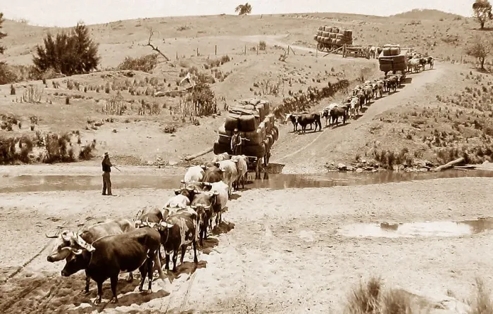 Framed Print : Oxen train Australia New South Wales NSW probably Framed Print : Oxen train Australia New South Wales NSW probably