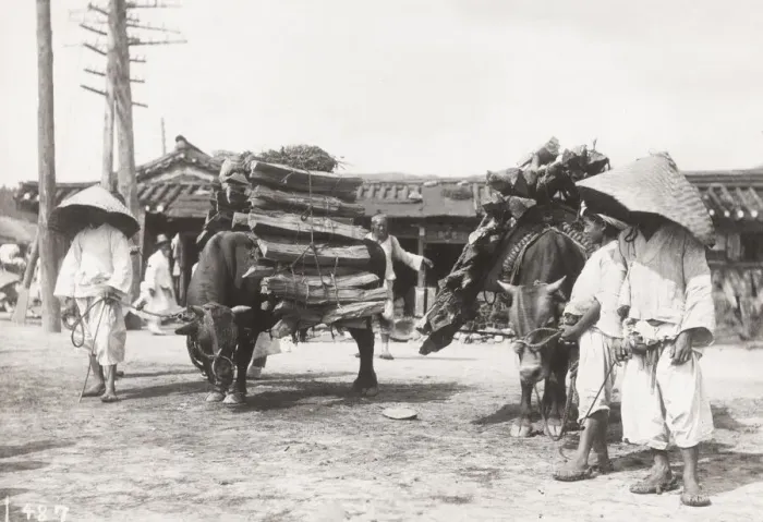 Framed Print : Oxen transporting wood, Korea, c. 1910 Framed Print : Oxen transporting wood, Korea, c. 1910