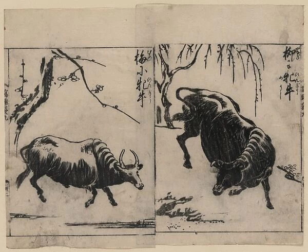 Two oxen, one under a willow tree and one under a plum tree