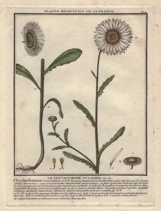 Framed Print : Oxeye daisy, Chrysanthemum leucanthemum Framed Print : Oxeye daisy, Chrysanthemum leucanthemum