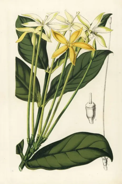 Framed Print : Oxyanthus tubiflorus Framed Print : Oxyanthus tubiflorus