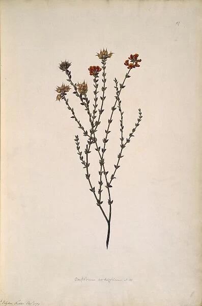 Oxylobium cordifolium