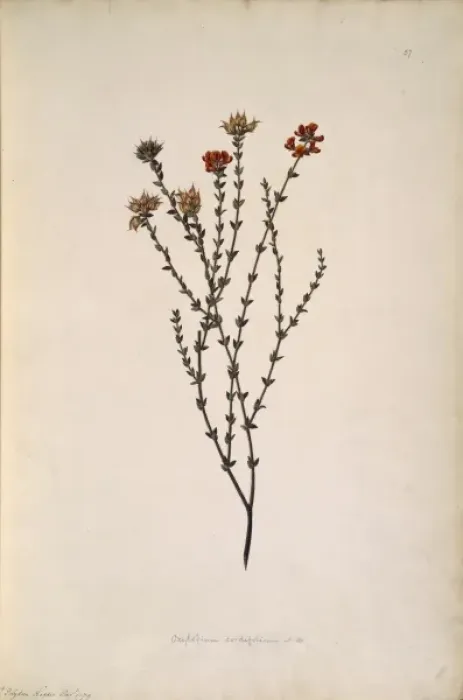 Framed Print : Oxylobium cordifolium Framed Print : Oxylobium cordifolium