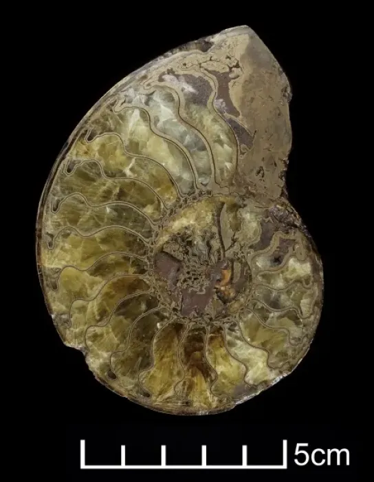 Framed Print : Oxynoticeras oxynotum, ammonite Framed Print : Oxynoticeras oxynotum, ammonite