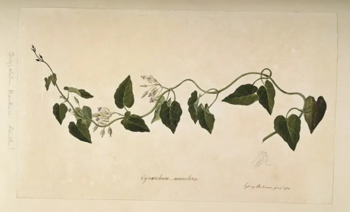 Framed Print : Oxypetalum banksii Framed Print : Oxypetalum banksii